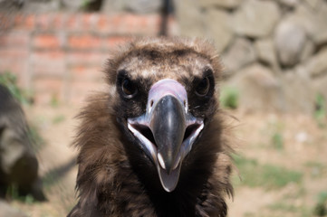 vulture