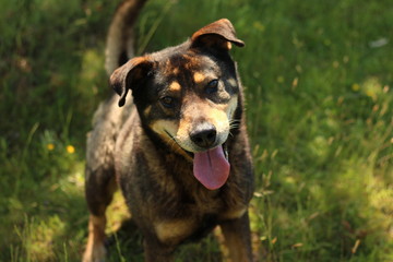 Happy dog in the forest