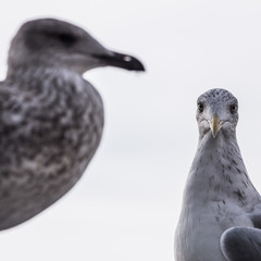 unscharfe möwe im vordergurnd sieht nach rechts, hintere möwe im focus sieht in die kamera