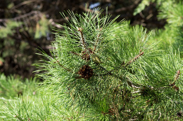 pine