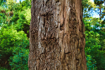 Fototapeta premium Closeup of the bark of an old tree