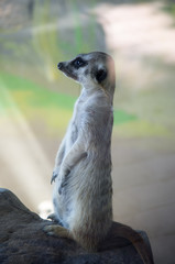 meerkat