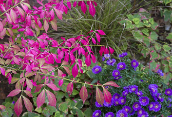 Leuchtende Farben im Herbstgarten