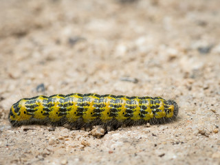 Hairy caterpillar walking accross a sandy road