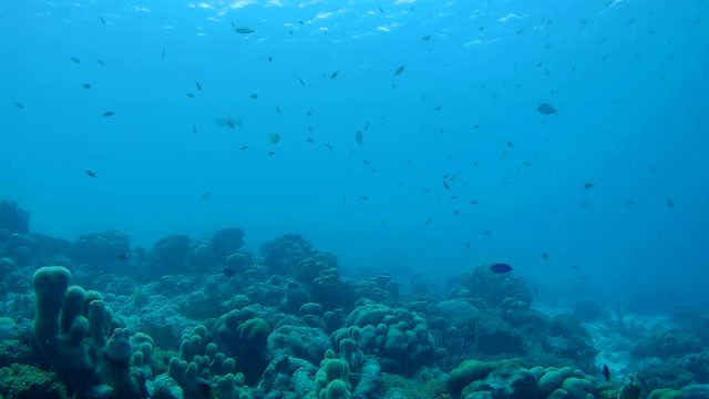 coral life underwater video 1080p Caribbean Sea