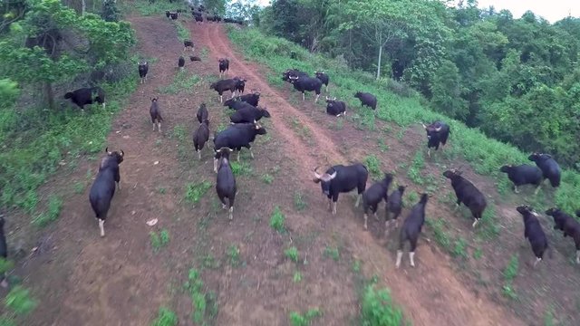 Aerial View Gaur or Indian bison in Thailand