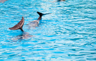 two dolphins frolic in the blue clear water