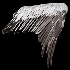 minimalistischer pelikanflügel vor schwarzem hintergund