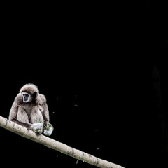 gibbon auf baumstamm zerreißt gras