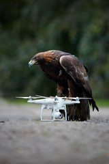 Golden eagle, bird of prey in captivity,  falconry training. Vertical photo.