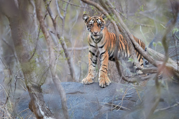 Wild cub of  Bengal tiger, Panthera tigris, gazing at camera through dry forest partly illuminated by sun. Tiger cub in its natural, rocky environment. Ranthambore  park, Rajasthan, India.