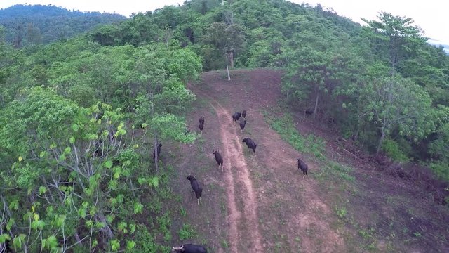 Aerial View Gaur or Indian bison in Thailand