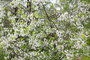 Fototapeta na wymiar White flowers of fruit tree in good weather in spring