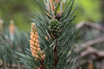 Male Flowers of a Scots Pine