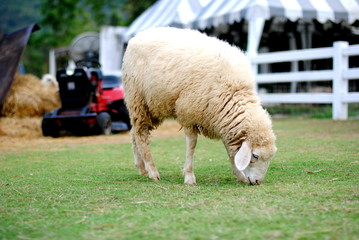 Fototapeta premium Sheep eating animals grass in Thailand farm.