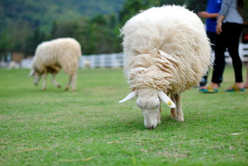 Sheep eating animals grass in Thailand farm.