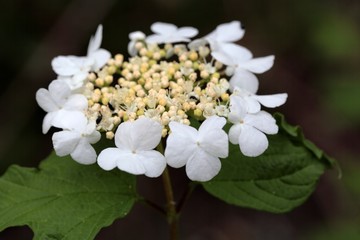 Guelder Rose Flowers