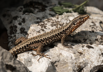 Colorful lizard sitting on a stone in Croatia