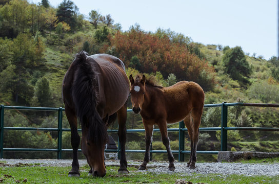 cavalli selvaggi dell'Aveto allo stato brado