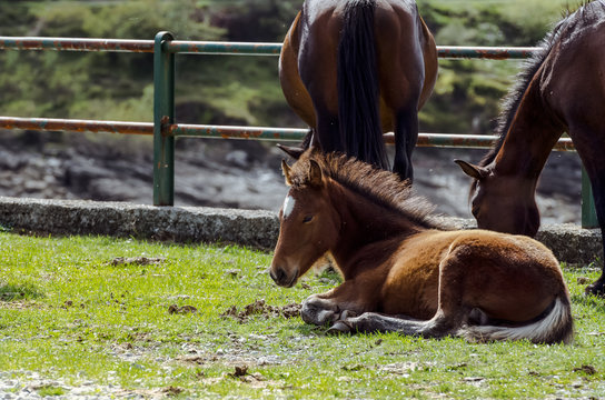 cavalli selvaggi dell'Aveto allo stato brado