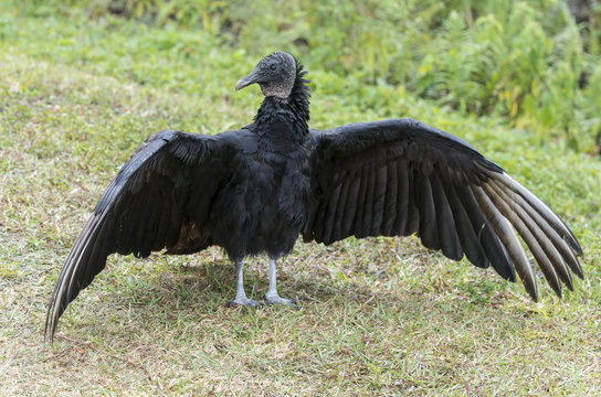 Urubu noir, Coragyps atratus, Black Vulture