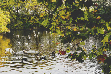 Obraz na płótnie Canvas pond with ducks and yellow leaves of tree branches, autumn at the park
