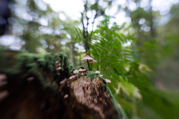 Pilze auf abgestorbenem Baumstumpf