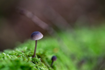 Pilz im Moos