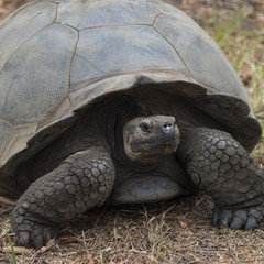Giant Tortoise - Santa Cruz, Galapagos Islands, Ecuador