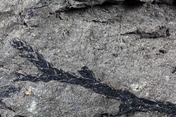 Fossil Plant