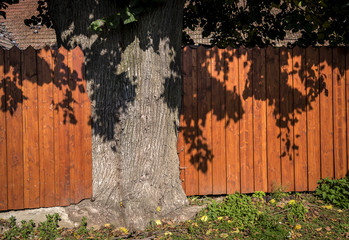 the trunk of a large tree embedded in a wooden fence around the garden