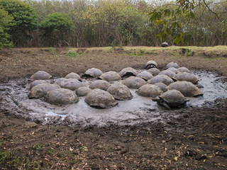 Obraz premium Giant Tortoise - Santa Cruz, Galapagos Islands, Ecuador