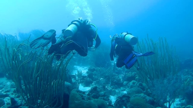 people underwater diving coral life underwater video 1080p Caribbean Sea