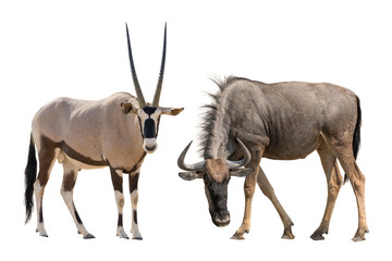 Set of oryx or gemsbuck and blue wildebeest portraits, isolated on white background