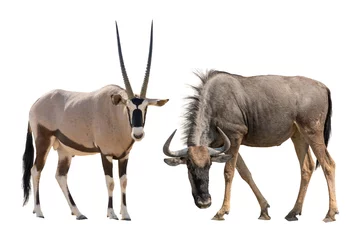 Fotobehang Set of oryx or gemsbuck and blue wildebeest portraits, isolated on white background © Friedemeier
