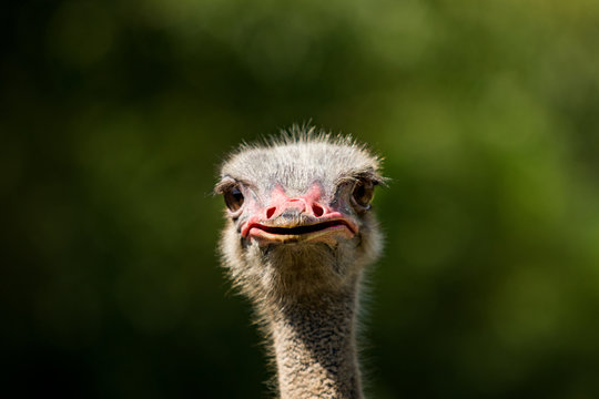 close up ostrich head focus on bill against green blur background