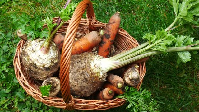 Parsley, Celery and Carrots in the Wicker Basket. Dolly Shot.
