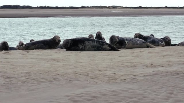 bac de phoque sur un banc de sable