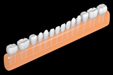 3D healthy human teeth