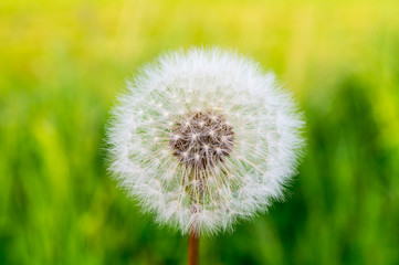 Blüte vom Löwenzahn 