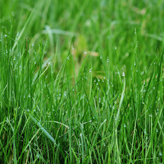 dew drops on bright green grass