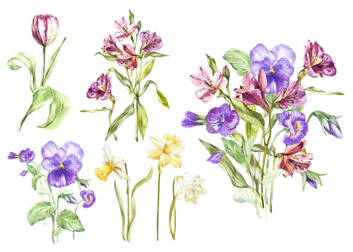 Big Set Watercolor collection with plants elements - leaf, flowers. Botanical illustration isolated on white background. Floral nature. Spring flowers Pansy and Alstroemeria, narcissus and tulip.