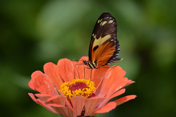 Butterfly in the garden