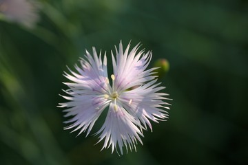 Clove Pink (Dianthus caryophyllus)