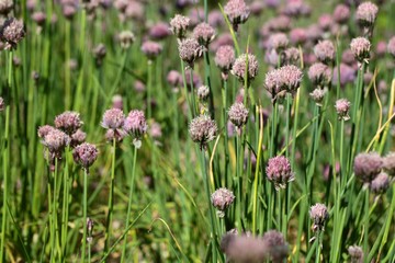 Chives flowers