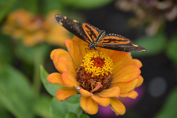 Butterfly in the garden