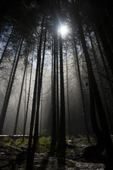 Luce del mattino che penetra in un bosco fitto