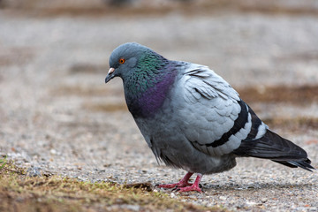 Dove pigeon bird