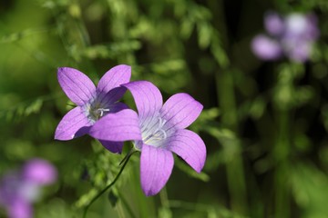 Spreading Bellflower (Campanula patula)