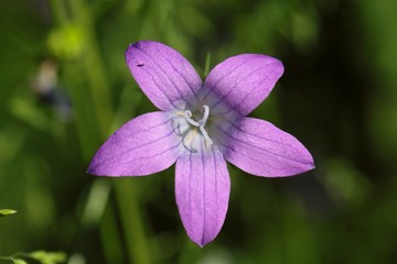 Spreading Bellflower (Campanula patula)